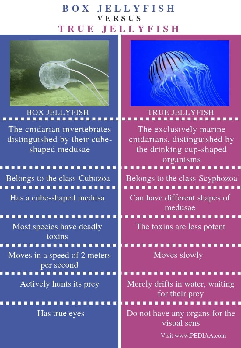 Fact Check: Are jellyfish fish?