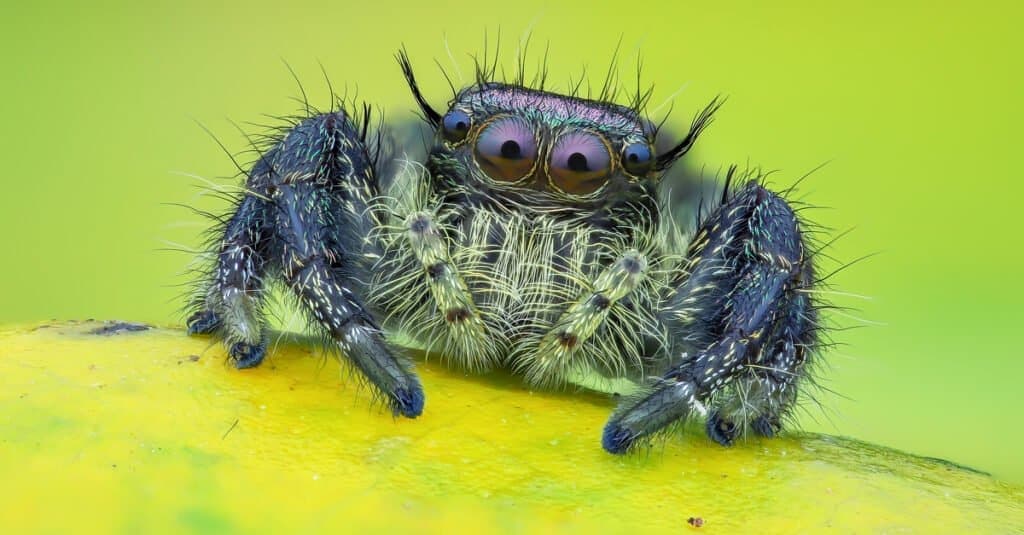 Fact Check: Are jumping spiders dangerous?