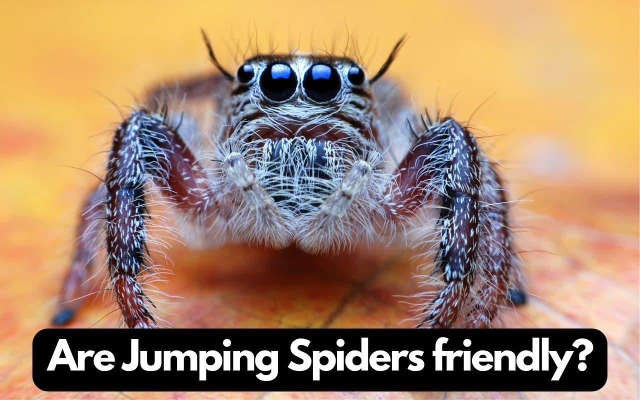 Fact Check: Are jumping spiders friendly?