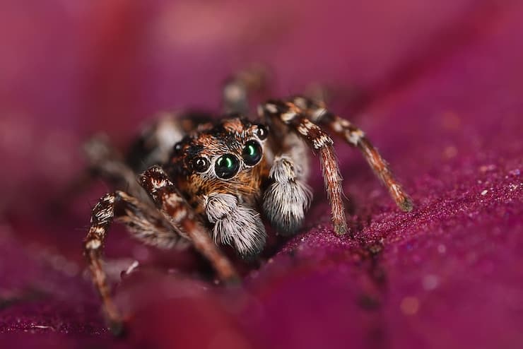 Fact Check: Are jumping spiders poisonous?
