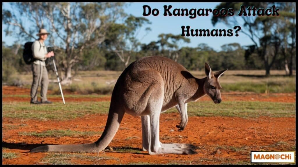 Fact Check: Are kangaroos dangerous?