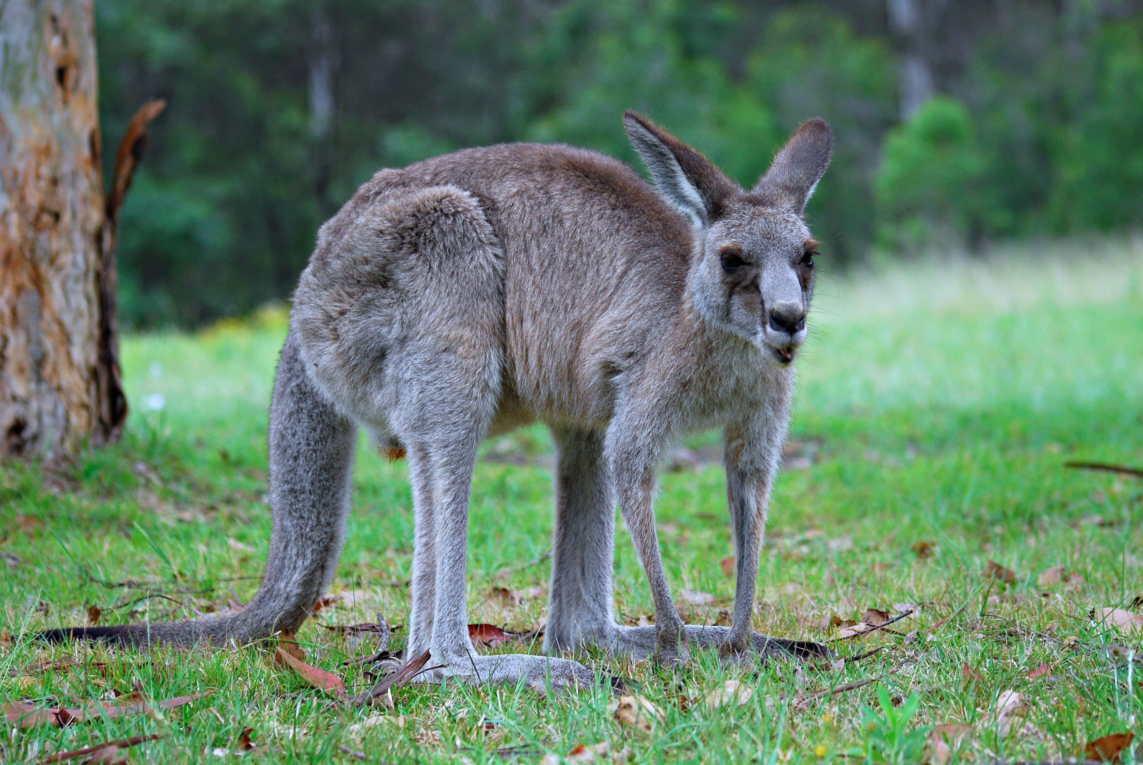 Fact Check: Are kangaroos endangered?