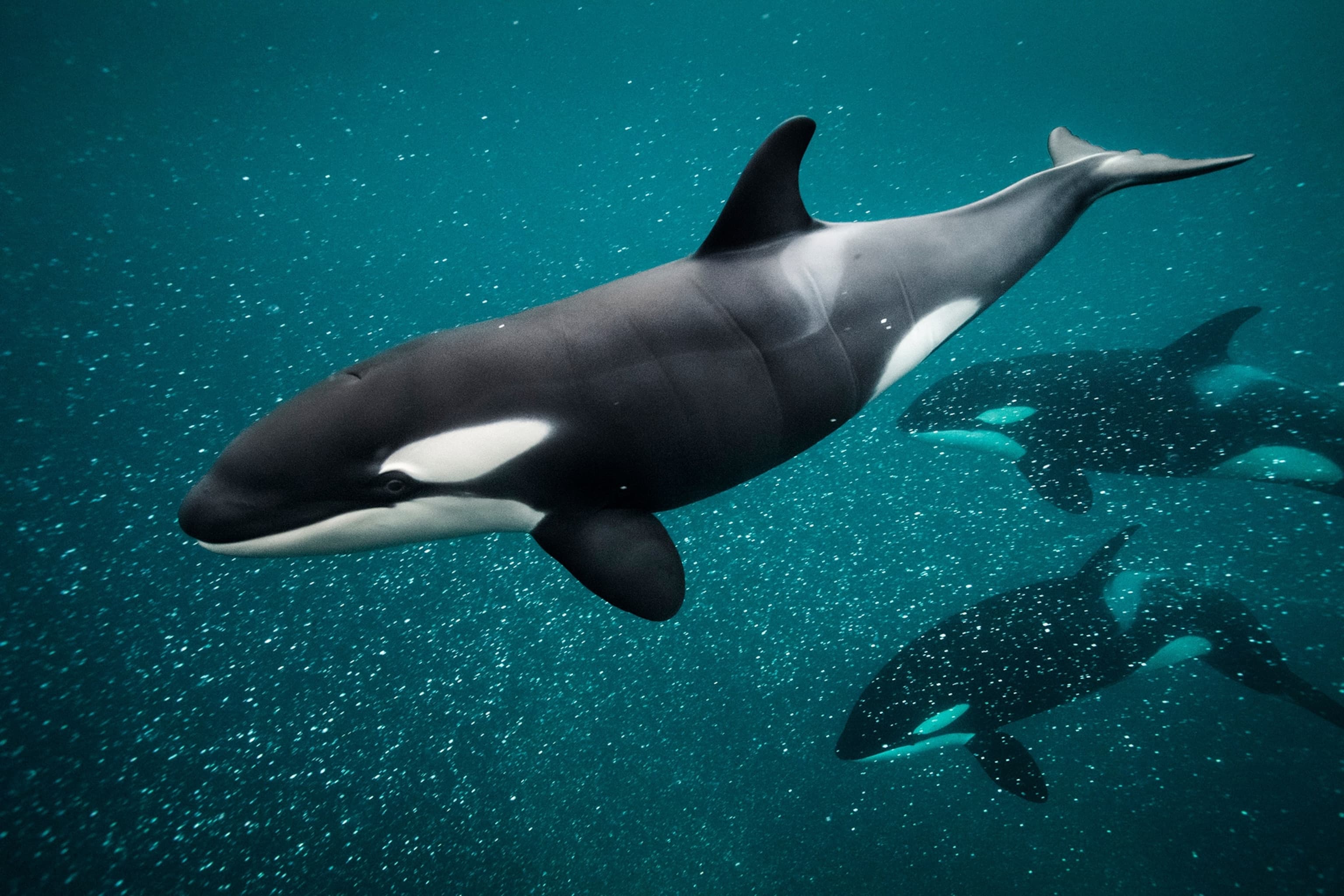 Fact Check: Are killer whales dolphins?