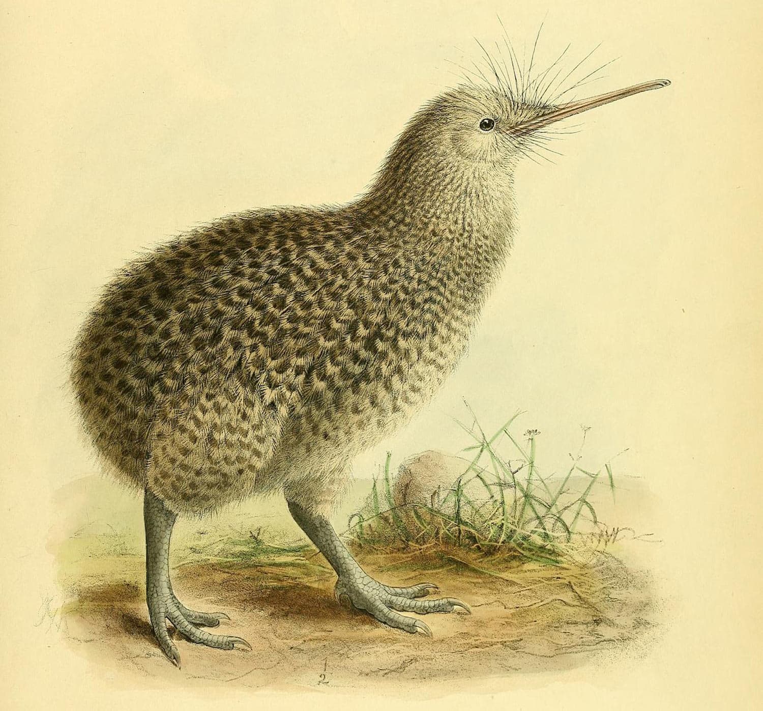 Fact Check: Are kiwis extinct?