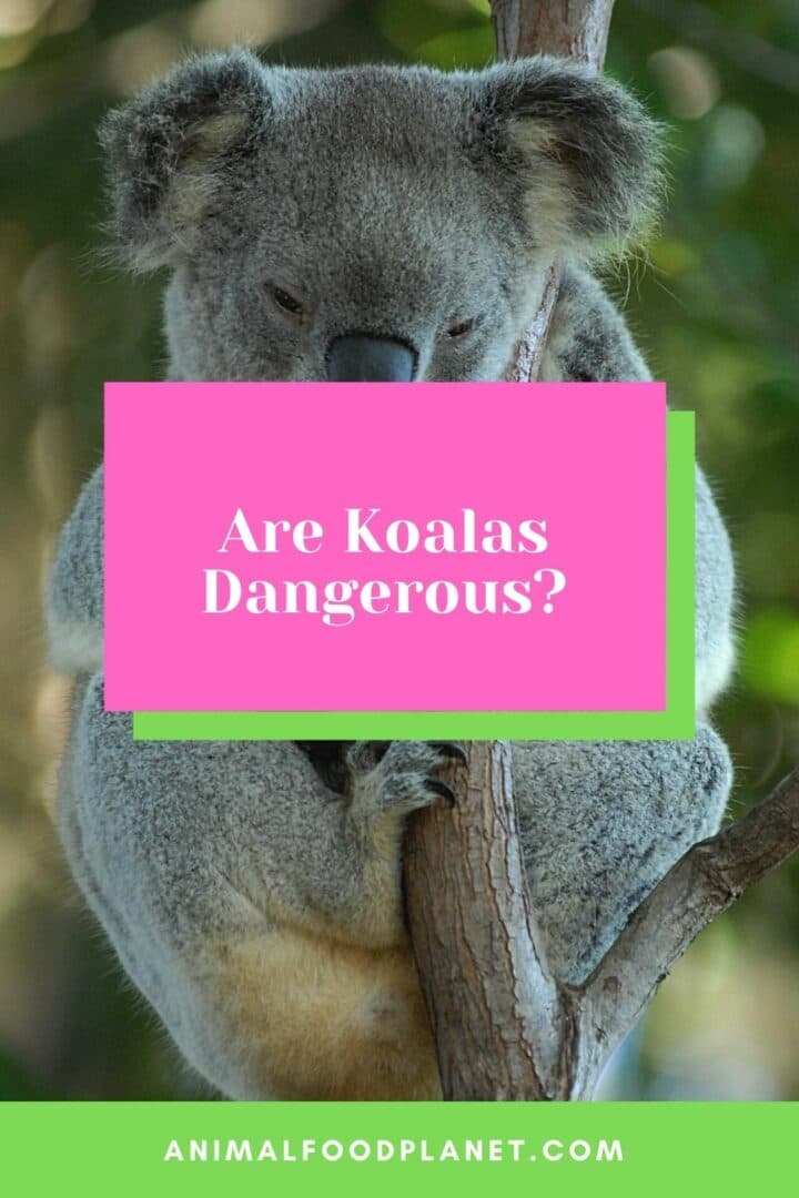 Fact Check: Are koalas aggressive?