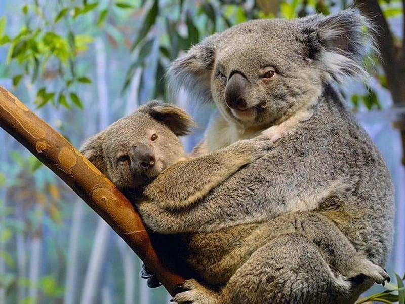 Fact Check: Are koalas bears?