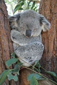 Fact Check: Are koalas dumb?