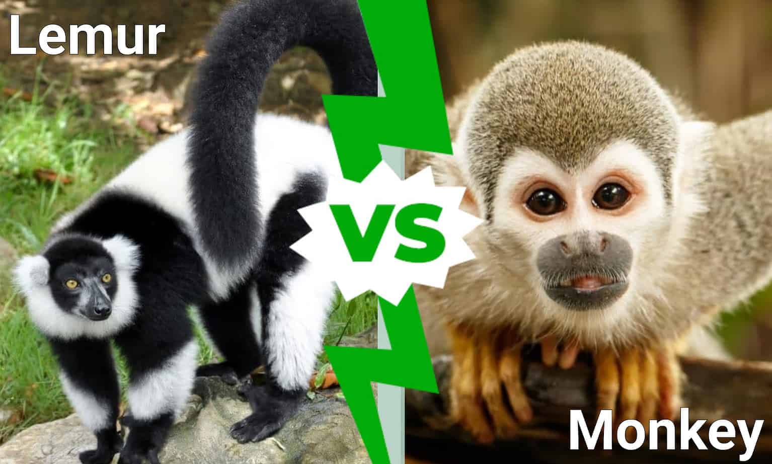 Fact Check: Are lemurs monkeys?