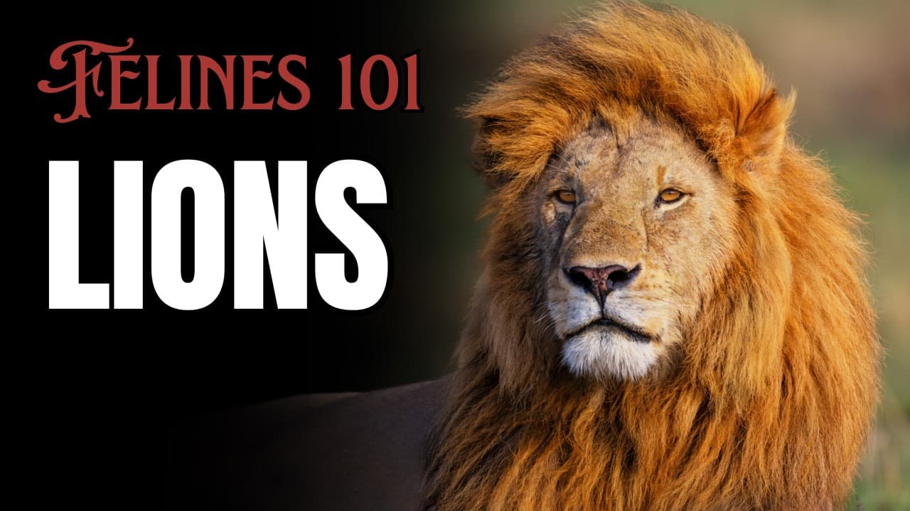 Fact Check: Are lions felines?