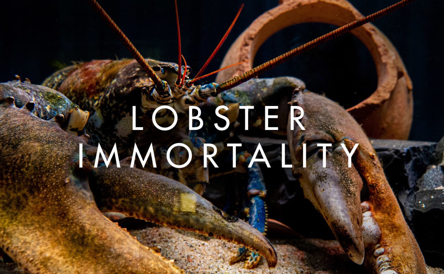 Fact Check: Are lobsters immortal?