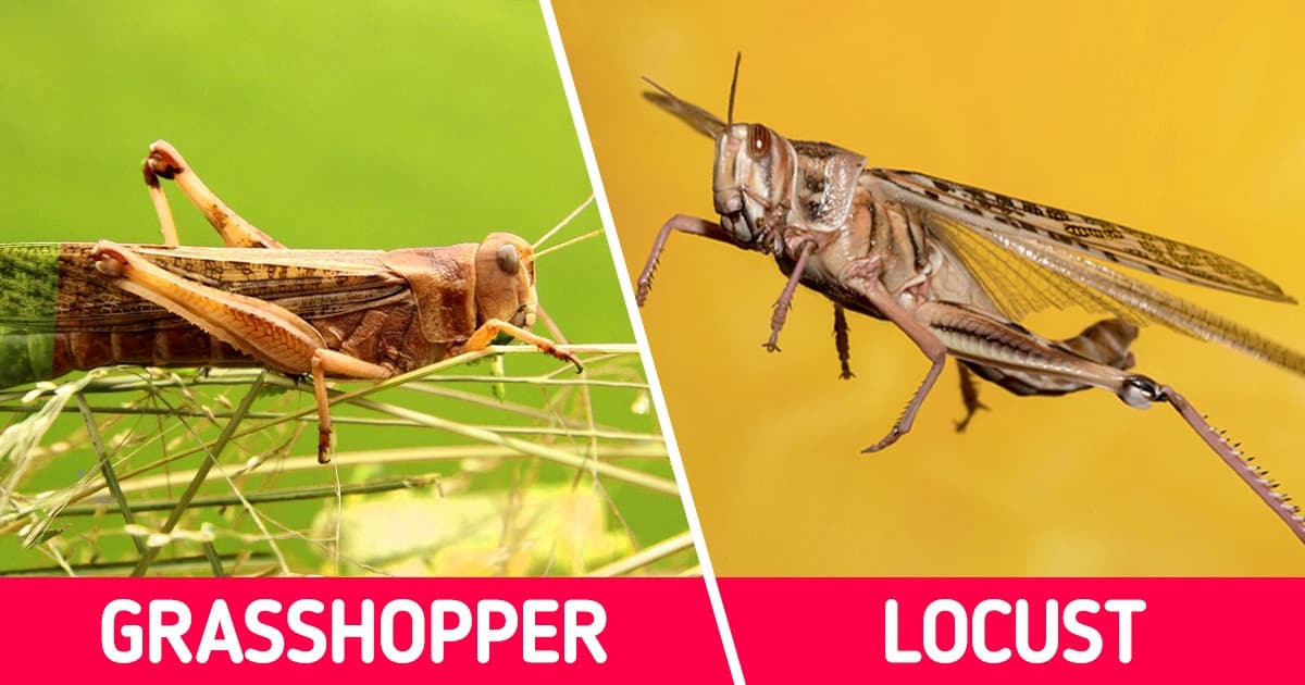 Fact Check: Are locusts grasshoppers?