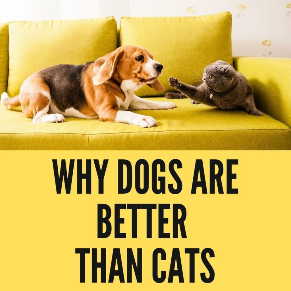 Fact Check: Dogs are better than cats as a pet