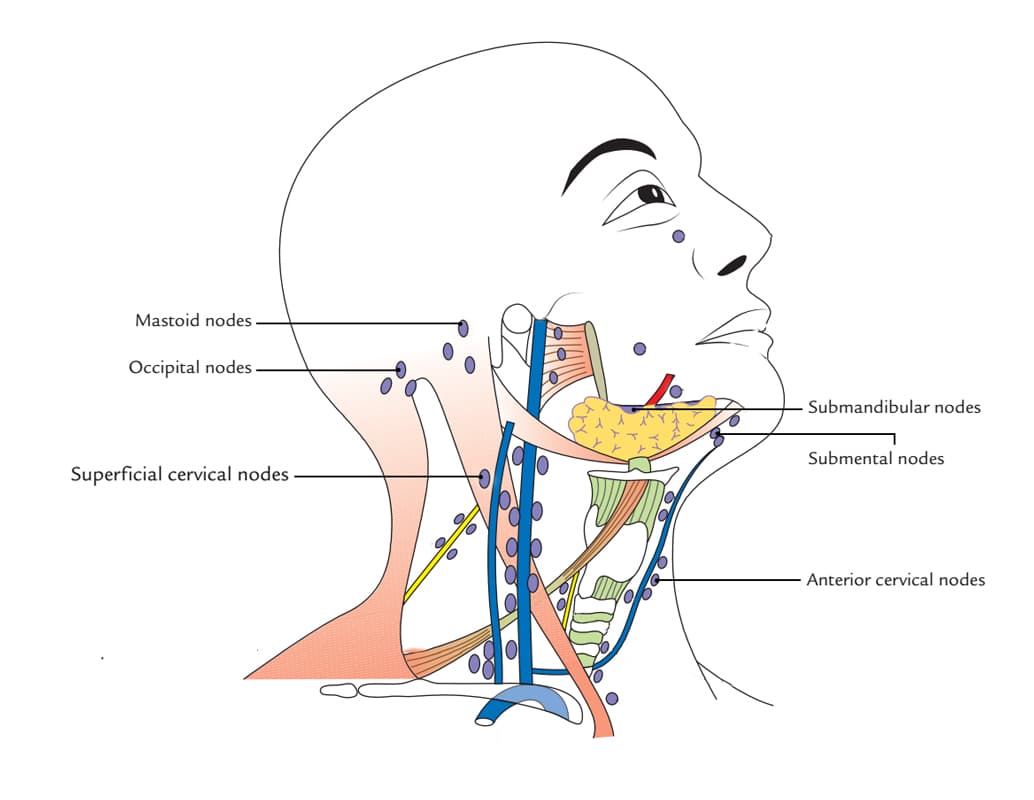 Fact Check: Are lymph nodes in the neck?