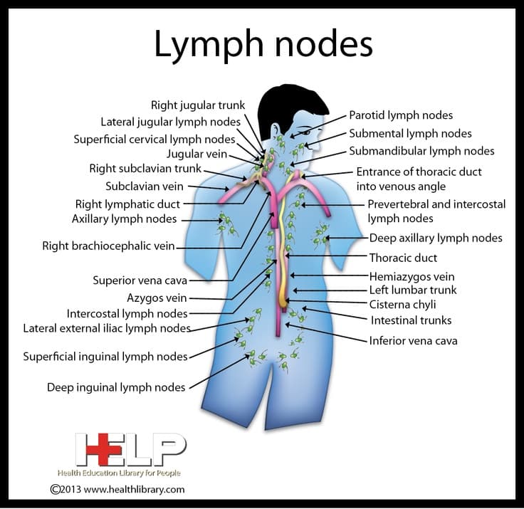 Fact Check: Are lymph nodes?