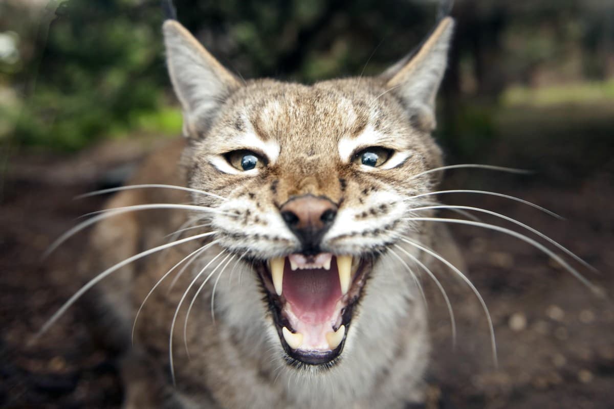 Fact Check: Are lynx dangerous?