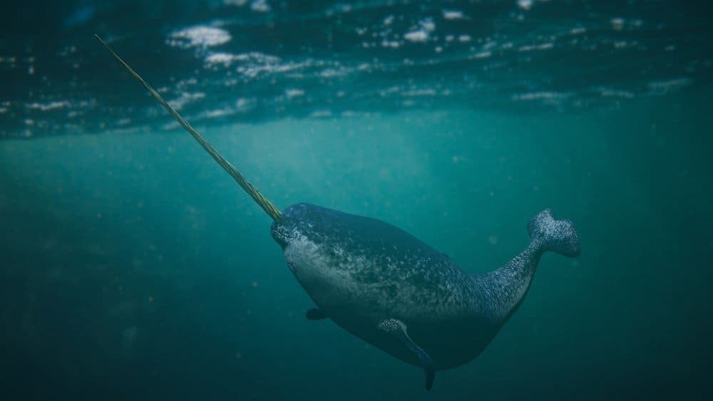 Fact Check: Are narwhals real?