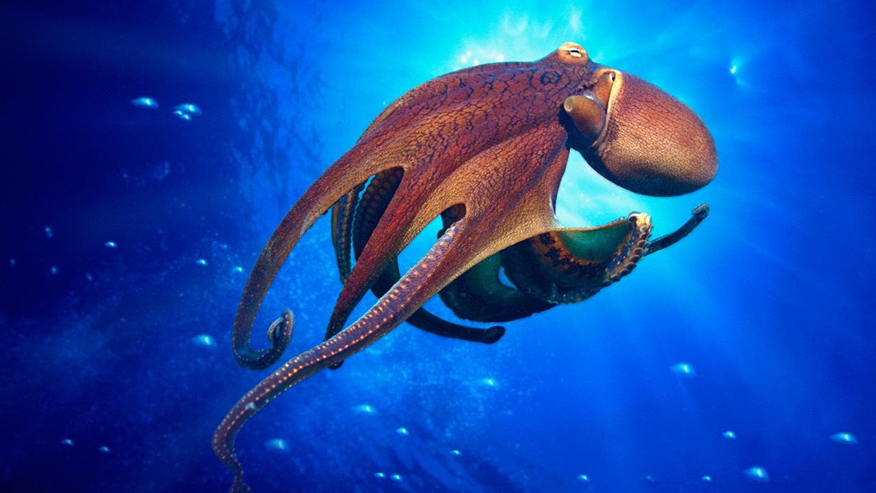 Fact Check: Are octopuses aliens?