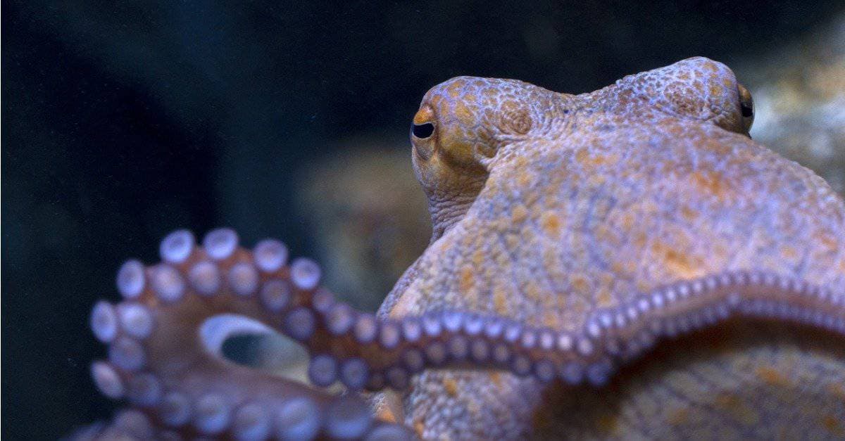 Fact Check: Are octopuses dangerous?