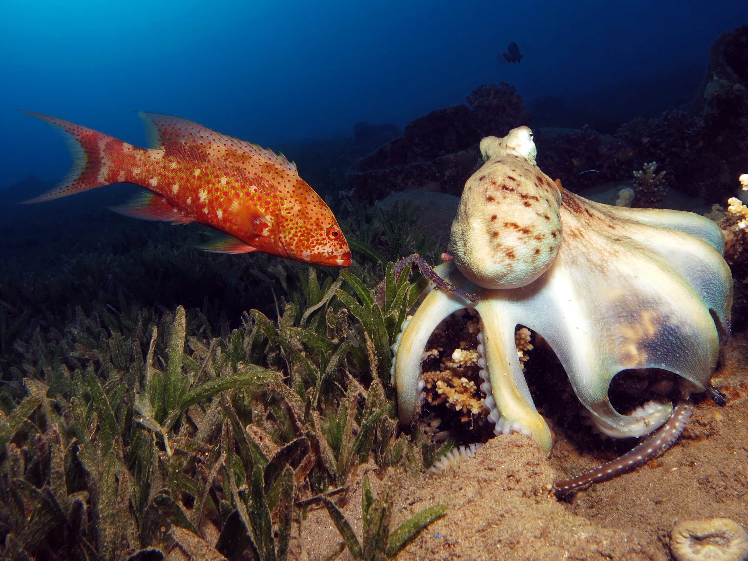 Fact Check: Are octopuses fish?