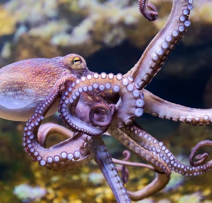 Fact Check: Are octopuses friendly to humans?