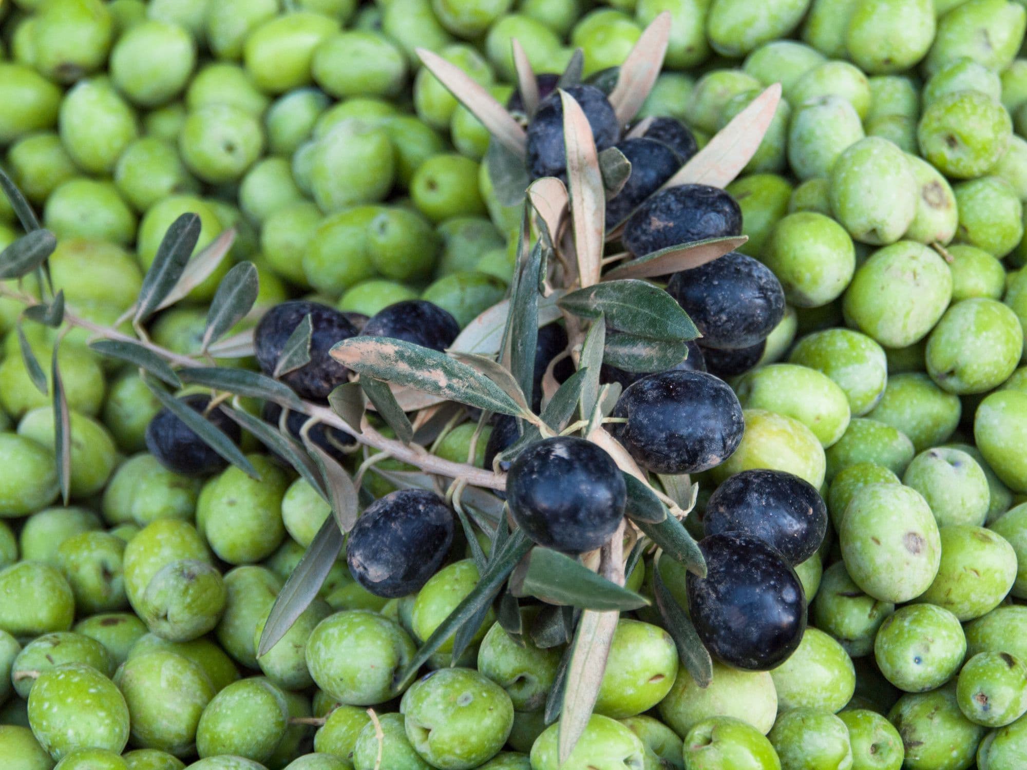 Fact Check: Are olives a fruit?