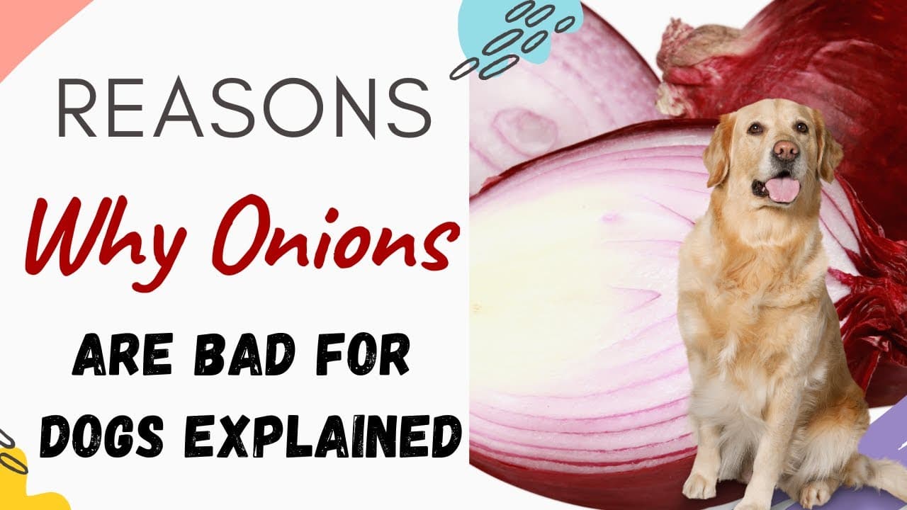 Fact Check: Are onions bad for dogs?