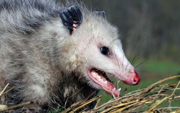 Fact Check: Are opossums dangerous?