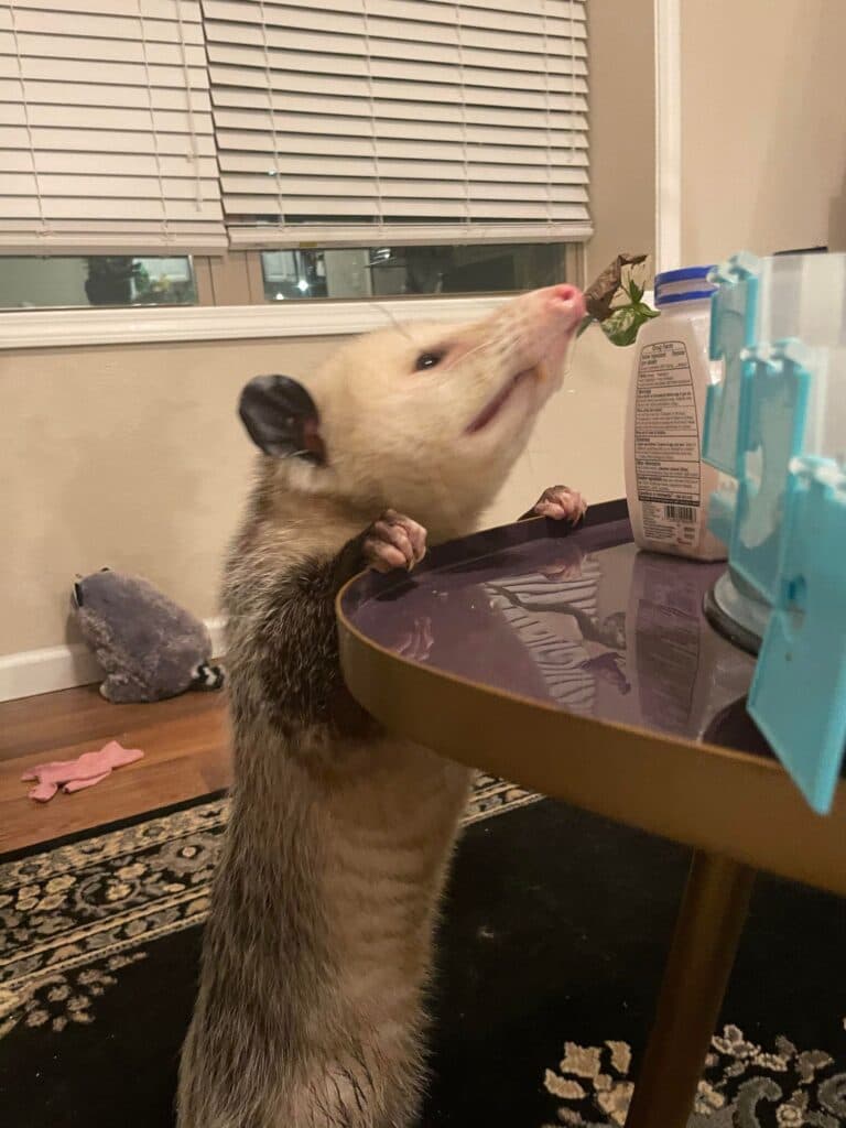 Fact Check: Are opossums good pets?