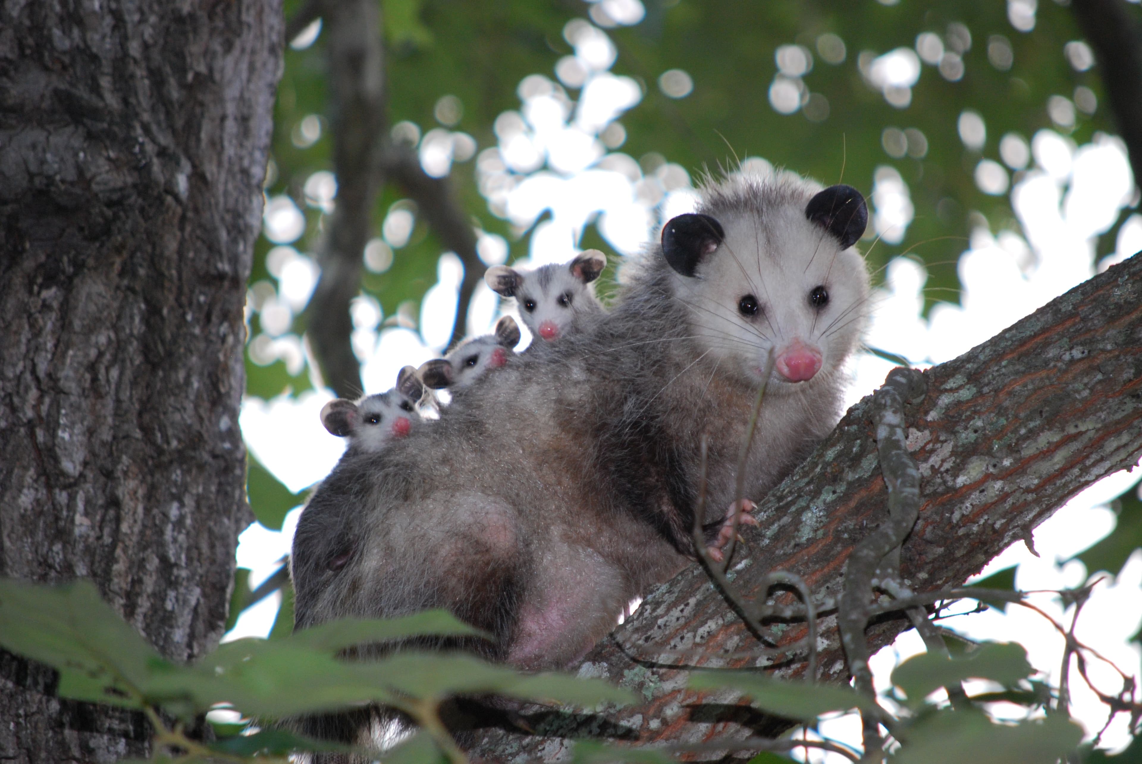 Fact Check: Are opossums marsupials?