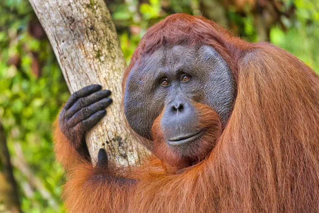 Fact Check: Are orangutans dangerous?