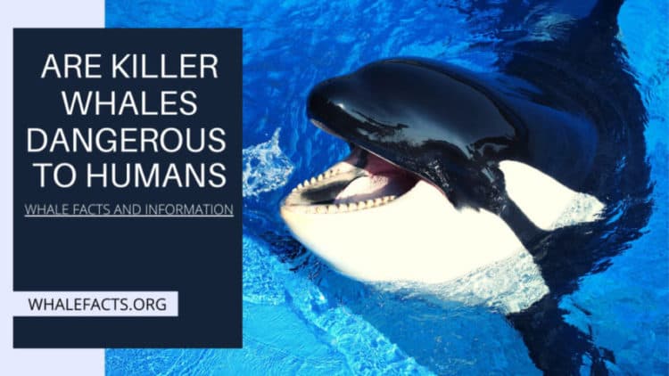 Fact Check: Are orcas dangerous?