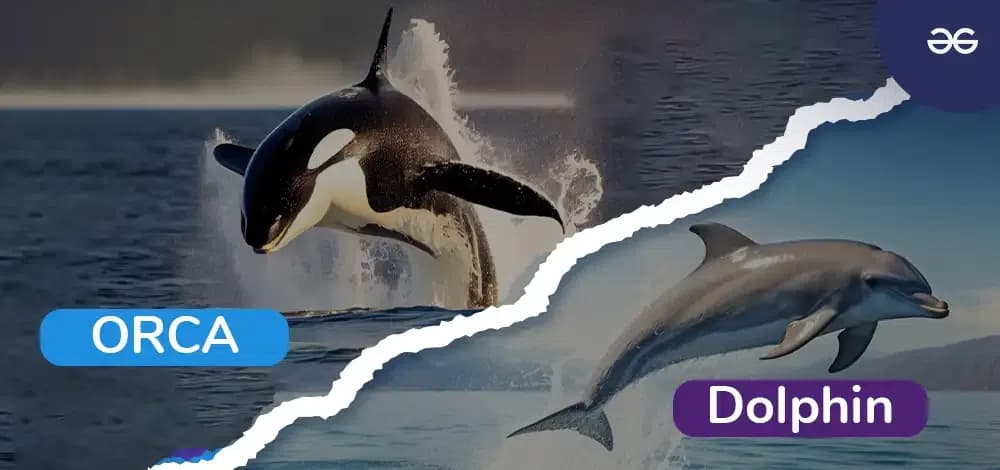 Fact Check: Are orcas dolphins?