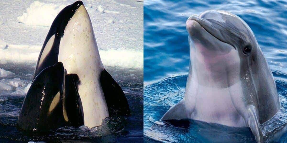 Fact Check: Are orcas whales or dolphins?