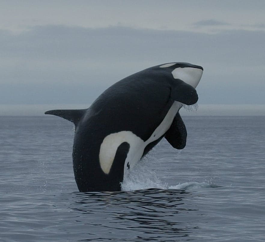 Fact Check: Are orcas whales?