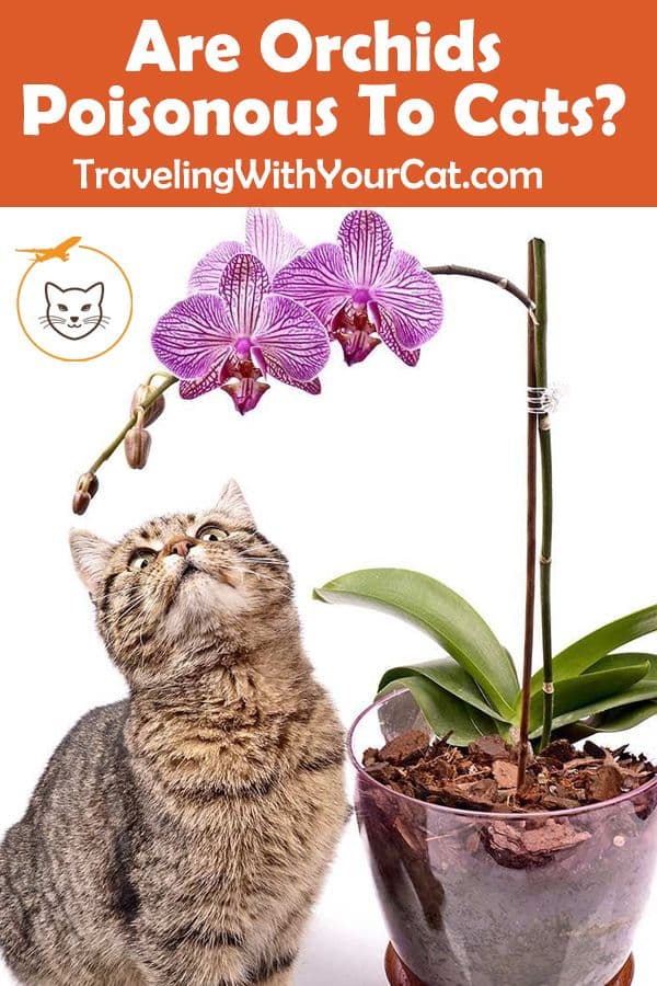 Fact Check: Are orchids toxic to cats?