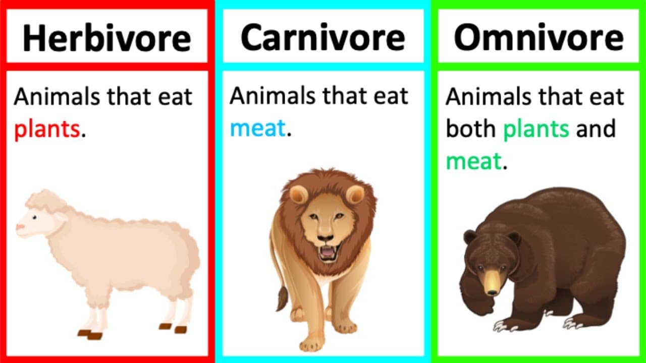 Fact Check: Are otters carnivores herbivores or omnivores?