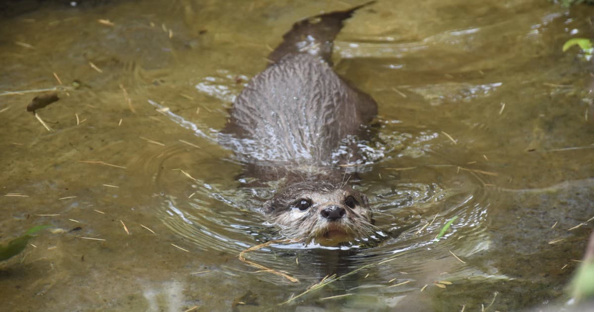 Fact Check: Are otters dangerous?