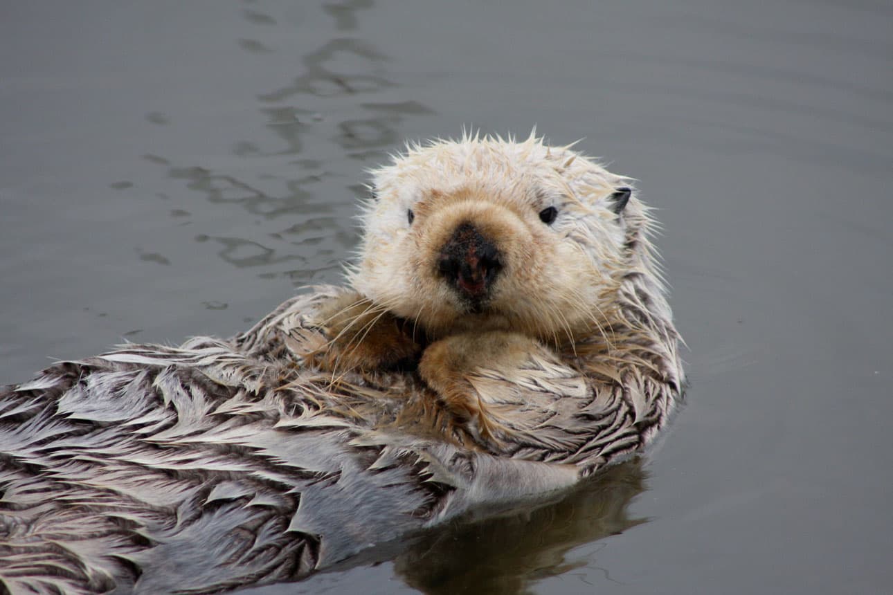 Fact Check: Are otters endangered?