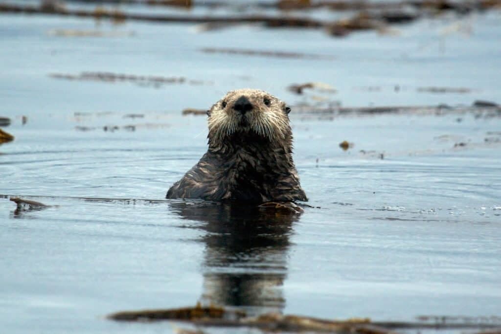 Fact Check: Are otters friendly?