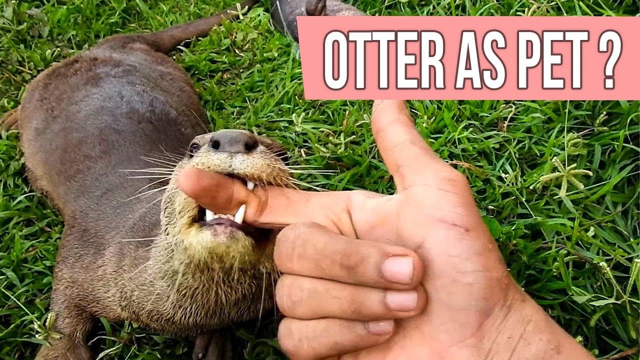 Fact Check: Are otters good pets?