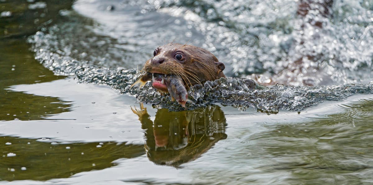 Fact Check: Are otters legal pets?