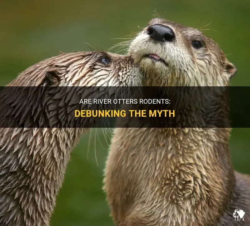 Fact Check: Are otters rodents?