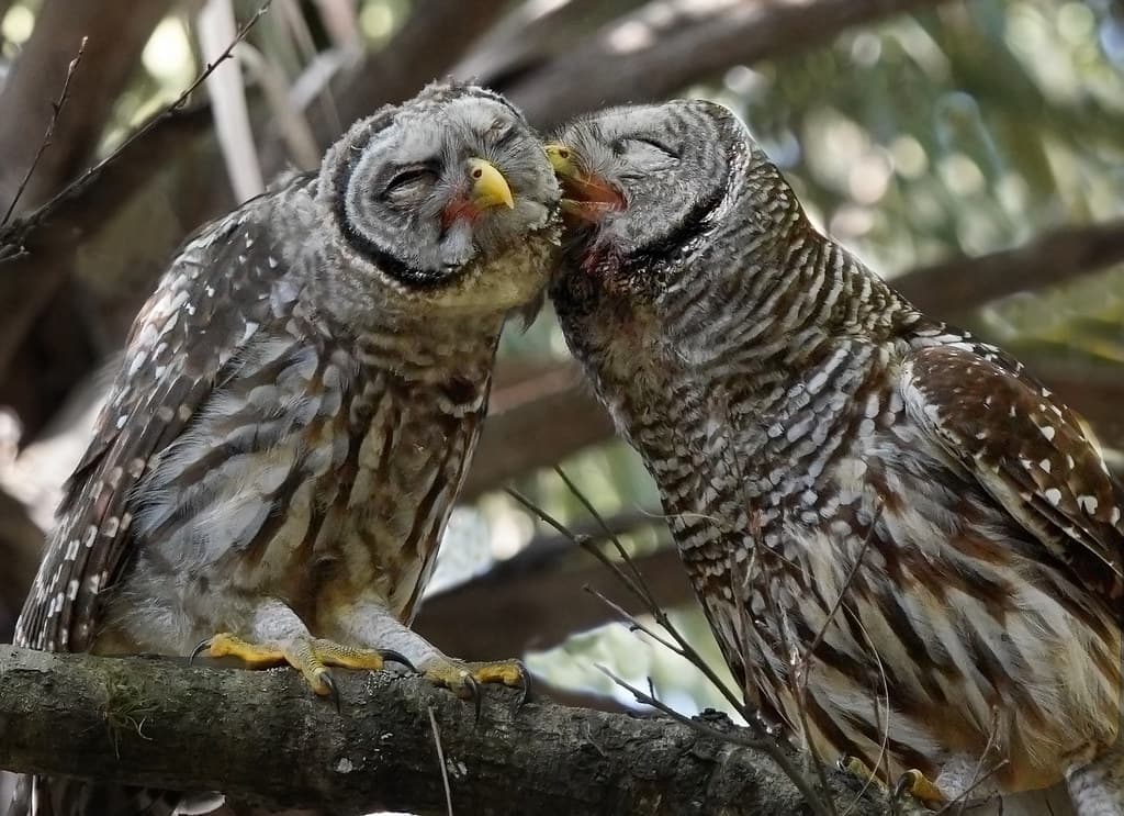 Fact Check: Are owls affectionate?