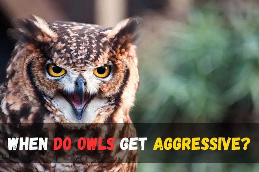 Fact Check: Are owls aggressive?