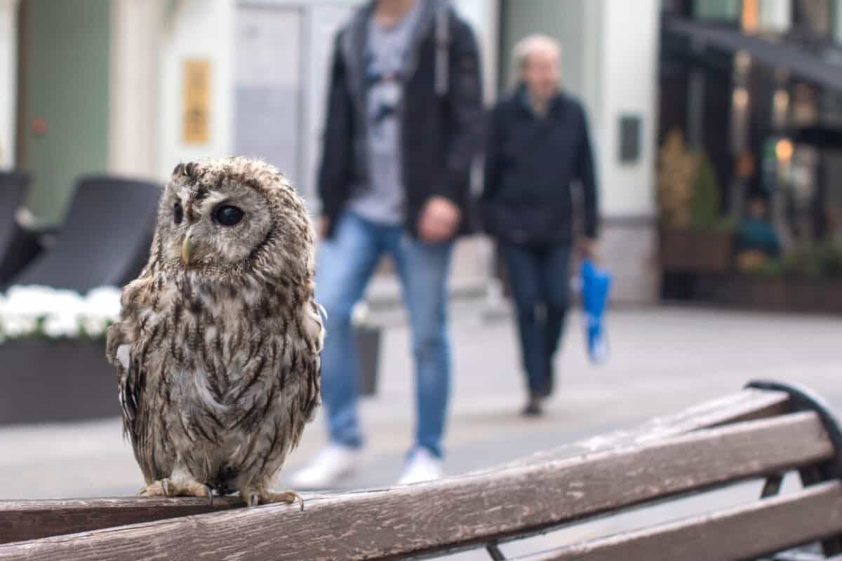 Fact Check: Are owls dangerous to humans?