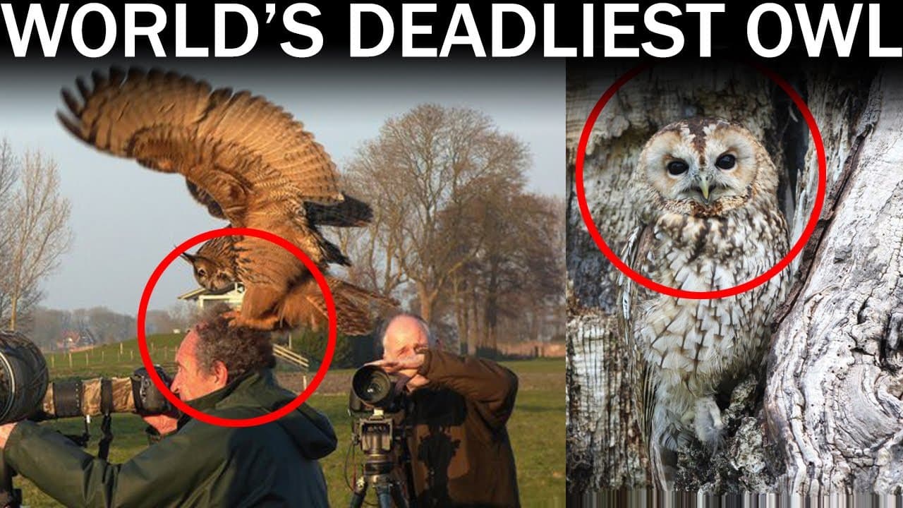 Fact Check: Are owls dangerous?