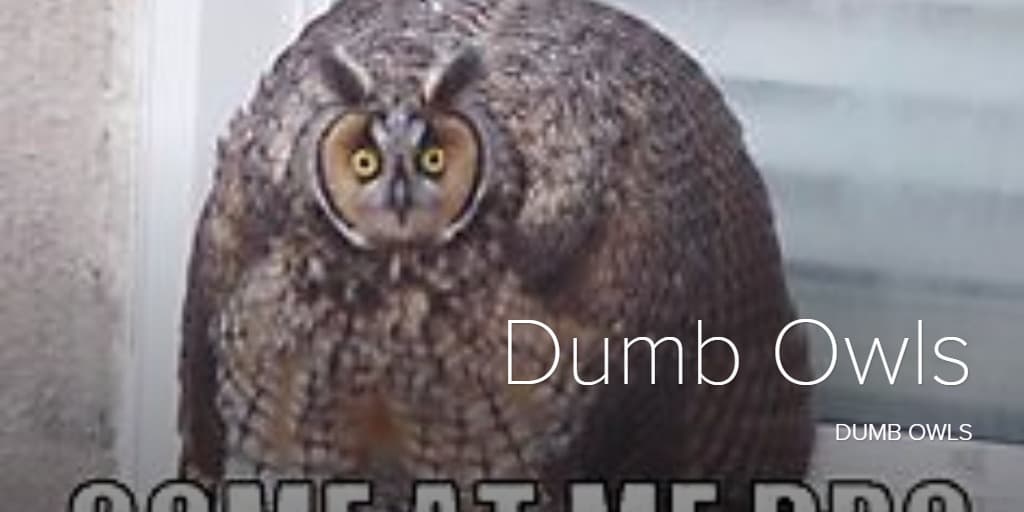Fact Check: Are owls dumb?