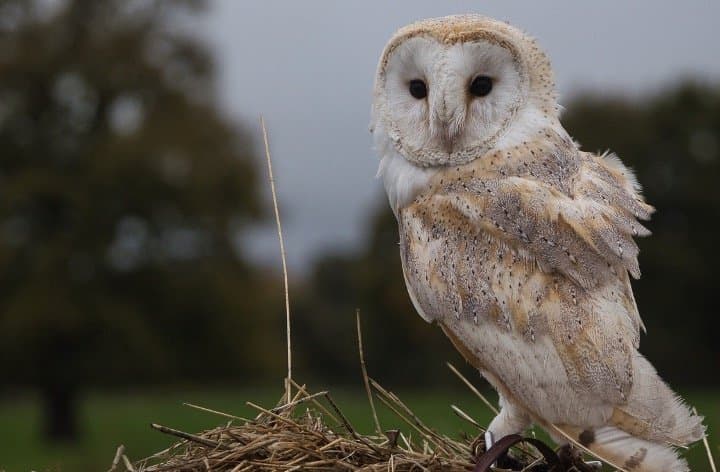 Fact Check: Are owls friendly?