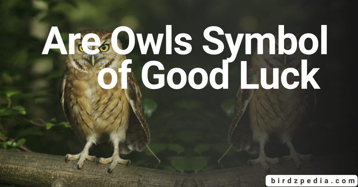 Fact Check: Are owls good luck?