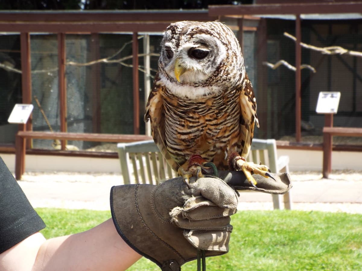 Fact Check: Are owls good pets?